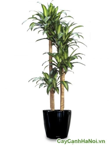 Cây Thiết Mộc Lan Cảnh Hà Nội cay thiet moc lan