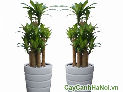 Cây Thiết Mộc Lan cảnh cay thiet moc lan canh 3