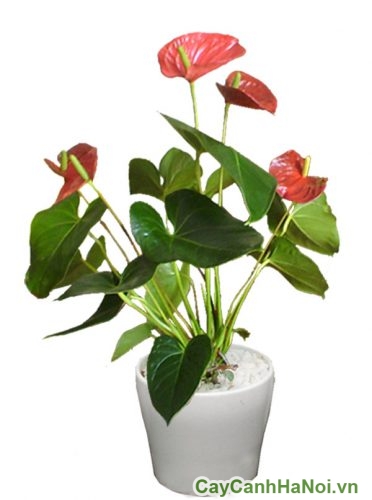 Cay Tieu Hong Mon Bo Tren ban Cay Tieu Hong Mon Bo Tren ban