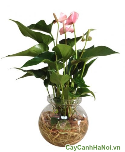 cay tieu hong mon hoa mau hong Cay Tieu Hong Mon Hoa Mau Hong