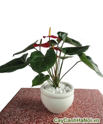 cay tieu hong mon de ban Cay Tieu Hong Mon De Ban