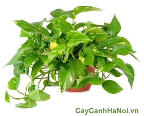 cay trau ba phong thuy cây trầu bà Phong Thủy