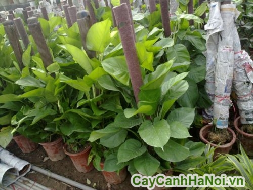 cay trau ba leo cây trầu bà leo