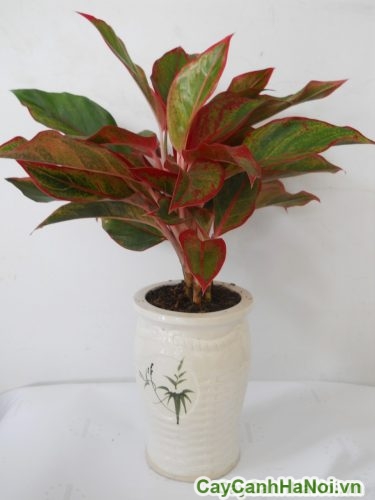 cay trau ba de vuong do noi that cay trau ba de vuong do noi that