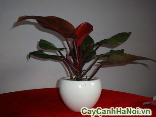 cay trau ba de vuong do de ban cay trau ba de vuong do de ban