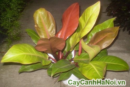 cay trau ba de vuong do van phong cay trau ba de vuong do van phong