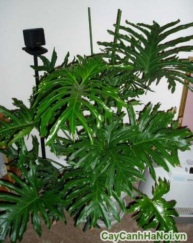 cay trau ba la xe ha noi cay trau ba la xe