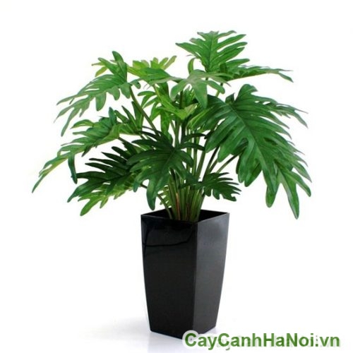 cay trau ba la xe 1 cay trau ba la xe 1