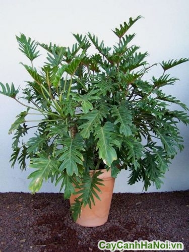 cay trau ba la xe noi that cay trau ba la xe noi that