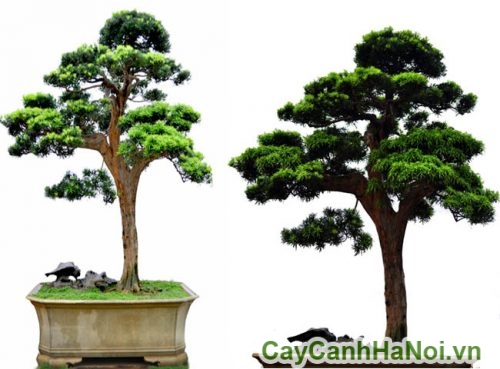 cay tung bonsai1 cay tung bonsai1