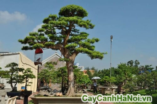 tung la han tung la han