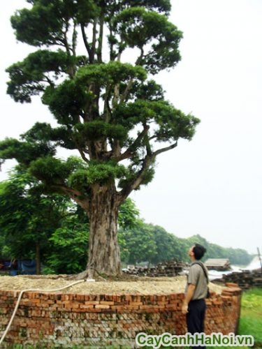 tung co thu gia tri rat cao tung co thu gia tri rat cao