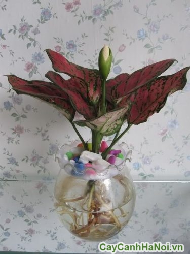 Cây Vạn Lộc Văn Phòng cay van loc van phong