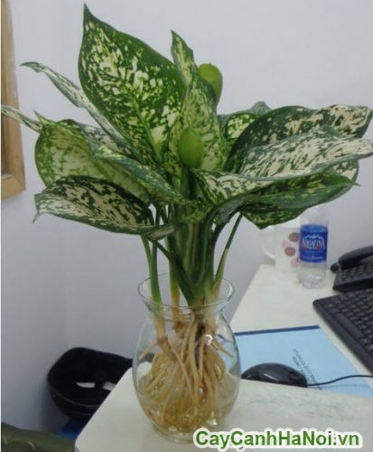 Cây Vạn Lộc Để Bàn cay van loc de ban