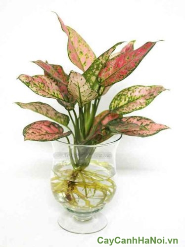 Cây Vạn Lộc cay van loc