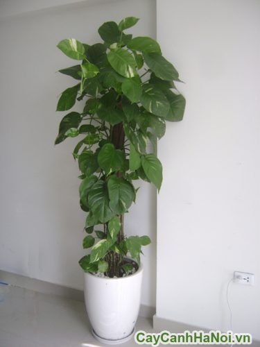 cây vạn niên thanh leo cột trang trí cay van nien thanh leo cot 3