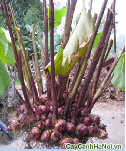 cu de lam thuoc cu de lam thuoc