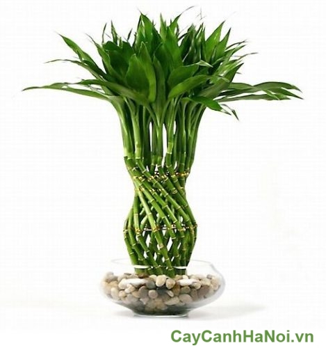 Cây Đại Lộc Phong Thủy cay dai loc 2