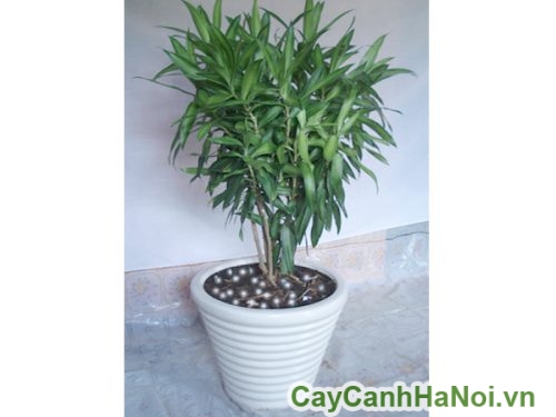 Cây Đại Lộc đẹp cay dai loc 3