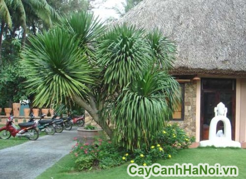 Cây Đại Lộc Văn Phòng cay dai loc 4