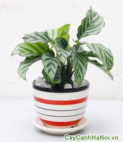 cay duoi cong duoc trong trong chau nho cay duoi cong duoc trong trong chau nho