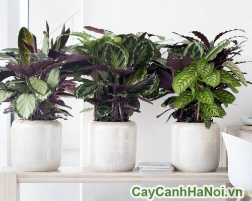 cay duoi cong de ban cay duoi cong de ban