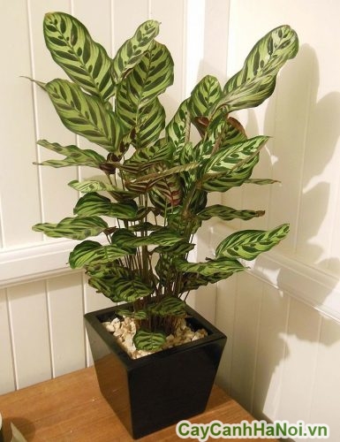 cay duoi cong trang tri cho khong gian nho hep cay duoi cong trang tri cho khong gian nho hep