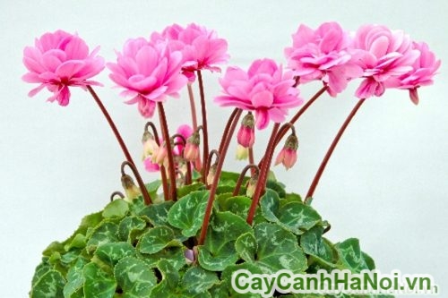 hoa anh thao tai ha noi hoa anh thao tai ha noi