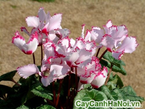 phoi nang cho hoa phoi nang cho hoa