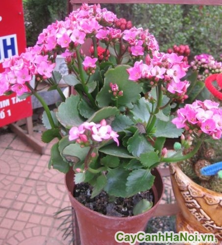 hoa bong trong chau hoa bong trong chau