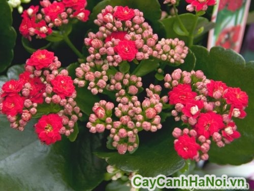 hoa bong no hoa hoa bong no hoa