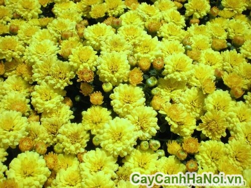 chau hoa cuc mam xoi chau hoa cuc mam xoi