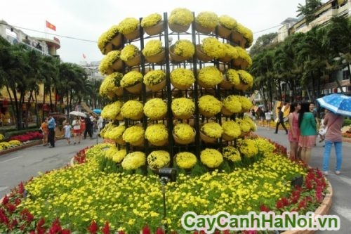 hoa cuc mam xoi trang tri do thi hoa cuc mam xoi trang tri do thi