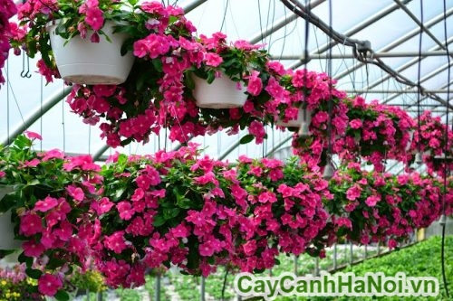 hoa dua can ru chau treo hoa dua can ru chau treo