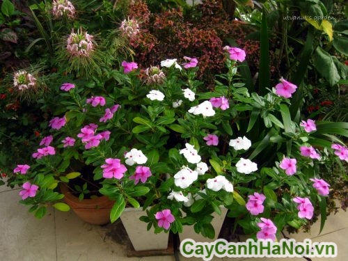 hoa xen ke nhieu mau sac hoa xen ke nhieu mau sac