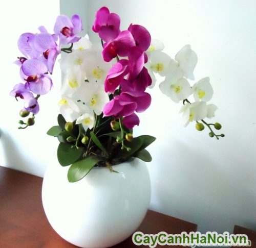 Hoa Lan Hồ Điệp lan ho diep