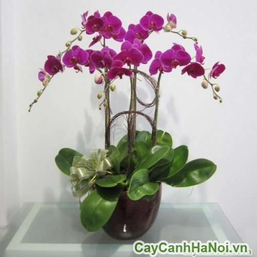 hoa lan ho diep de ban hoa lan ho diep de ban