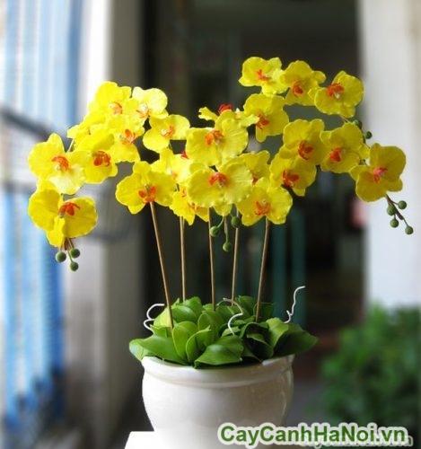 hoa lan ho diep sac vang hoa lan ho diep sac vang