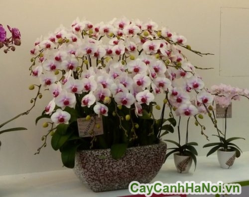 hoa lan ho diep dep hoa lan ho diep dep