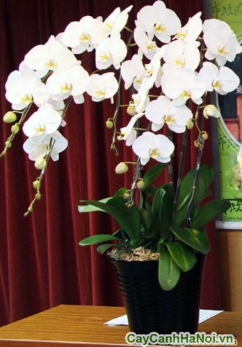 hoa la ho diep trang hoa la ho diep trang