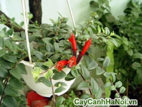 hoa son moi hoa son moi