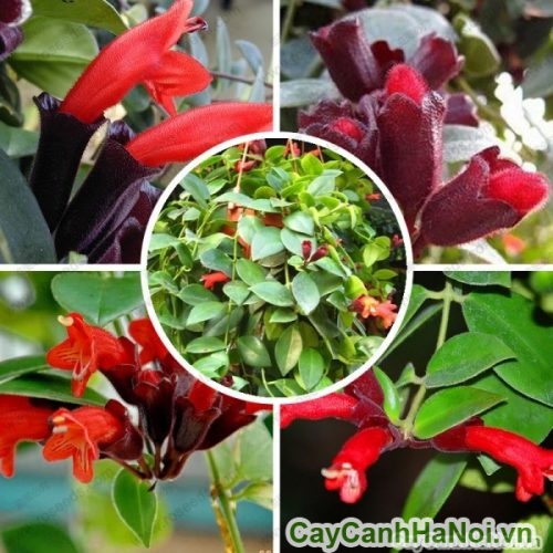 hinh cay son moi hinh cay son moi