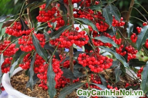 cay kim ngan luong cay kim ngan luong