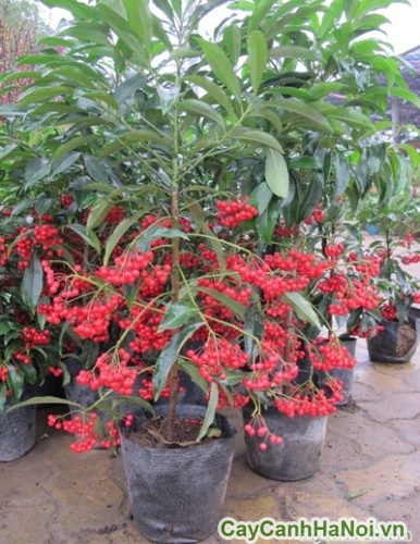 cay kim ngan luong la bai thuoc quy cay kim ngan luong la bai thuoc quy