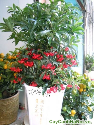 qua cua cay qua cua cay