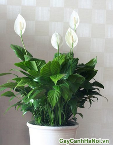 Cây Lan Ý văn phòng Cay Lan Y 4