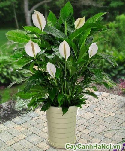Cây Lan Ý Hà Nội Cay Lan Y