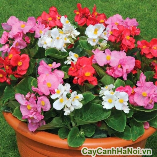 hoa co nhieu mau sac hoa co nhieu mau sac