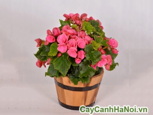 chau hoa thu hai duong chau hoa thu hai duong