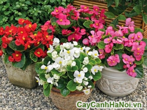 trong va cham soc trong va cham soc